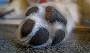 Reciben 465 denuncias por maltrato animal en Puebla capital