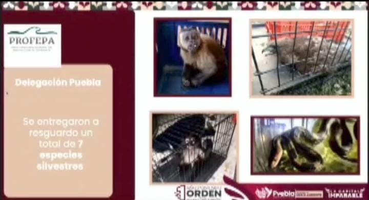 Presentan 12 denuncias por maltrato animal en Puebla