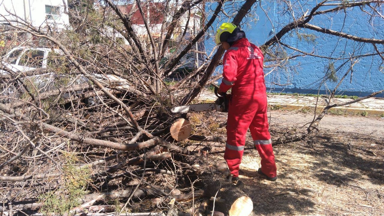 Protección Civil atiende caída de árboles