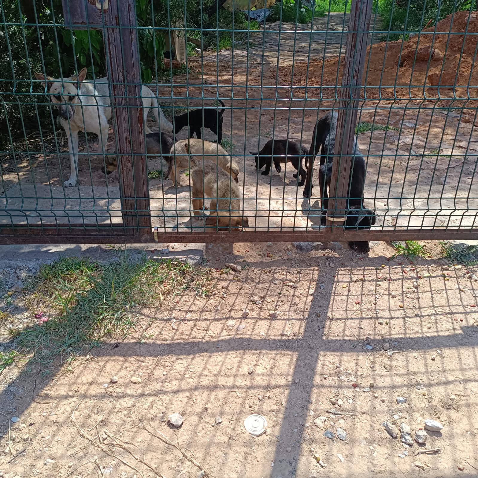 Aumenta abandono de cacharros en Puebla; alertan por daños ambientales