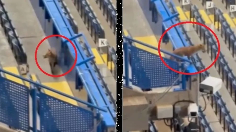 Rata irrumpe en Stamford Bridge antes del Chelsea-Barcelona