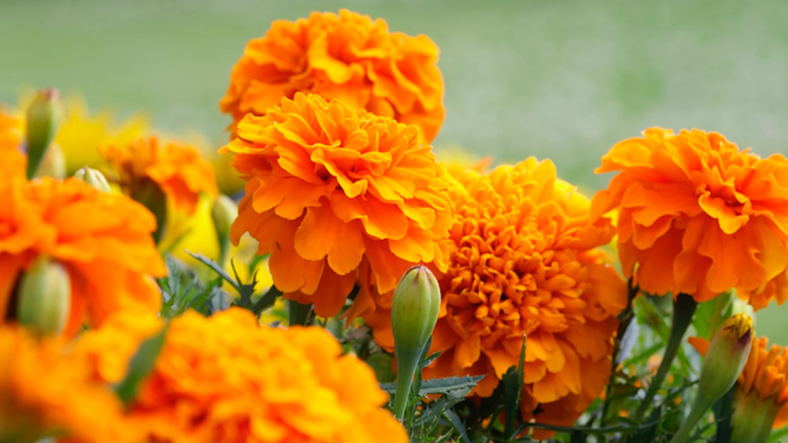 Ayuntamiento de Puebla abre centro de acopio para flores de cempasúchil