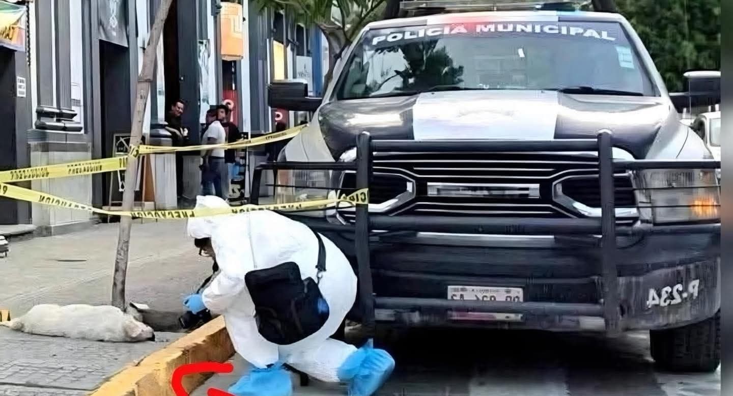 Tehuacán realiza primer levantamiento oficial de perro atropellado.