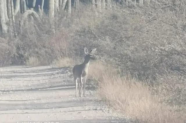 Avistan venados cola blanca en Zapotitlán Salinas